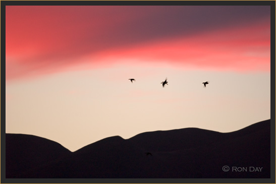 Snow Geese in Silhouette, Bosque del Apache